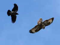 2016-05-18 09h45m23 - Buizerd  Raaf - Aat Bender
